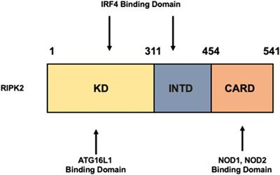 RIPK2 as a New Therapeutic Target in Inflammatory Bowel Diseases